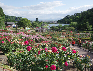 東沢バラ公園 [村山市]