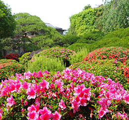 松の湯 庭園 春